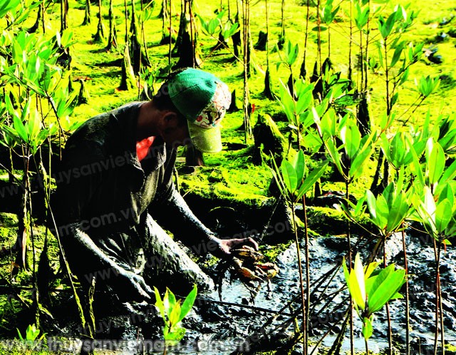 Cua biển trong rừng ngập mặn từ lâu là đặc sản được ưa chuộng bởi thịt chắc, thơm ngon. Cũng chính vì thế nó mang lại giá trị kinh tế cao cho người dân vùng rừng ngập mặn. Ảnh: thuysanvietnam.